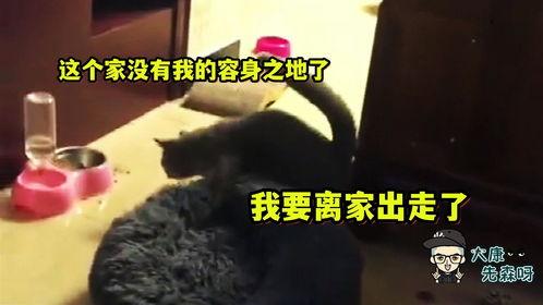 爆料配音搞笑视频素材,搞笑视频素材背后的趣味故事